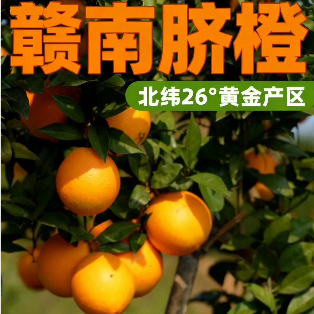 江西赣南脐橙现摘新鲜水果清甜多汁产地直发