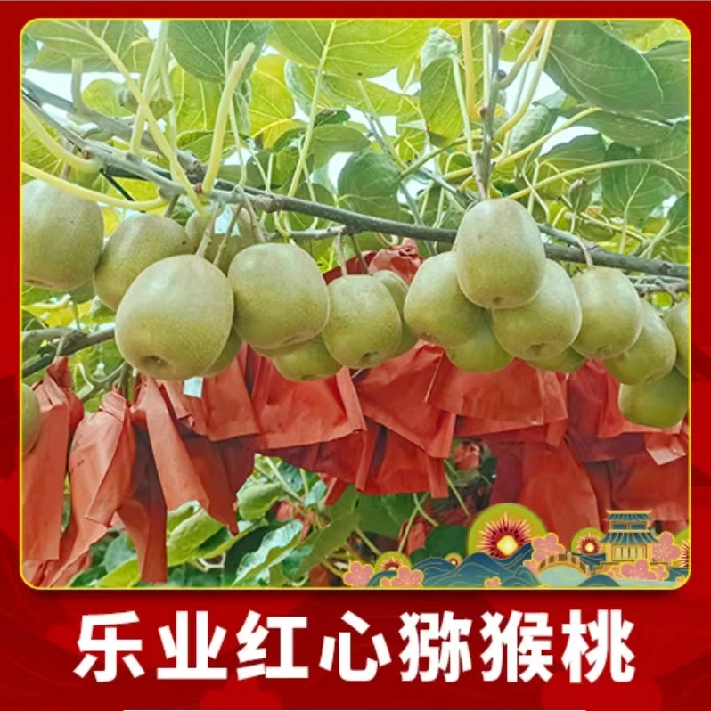 广西百色乐业红心猕猴桃新鲜当季水果香甜可口礼盒装