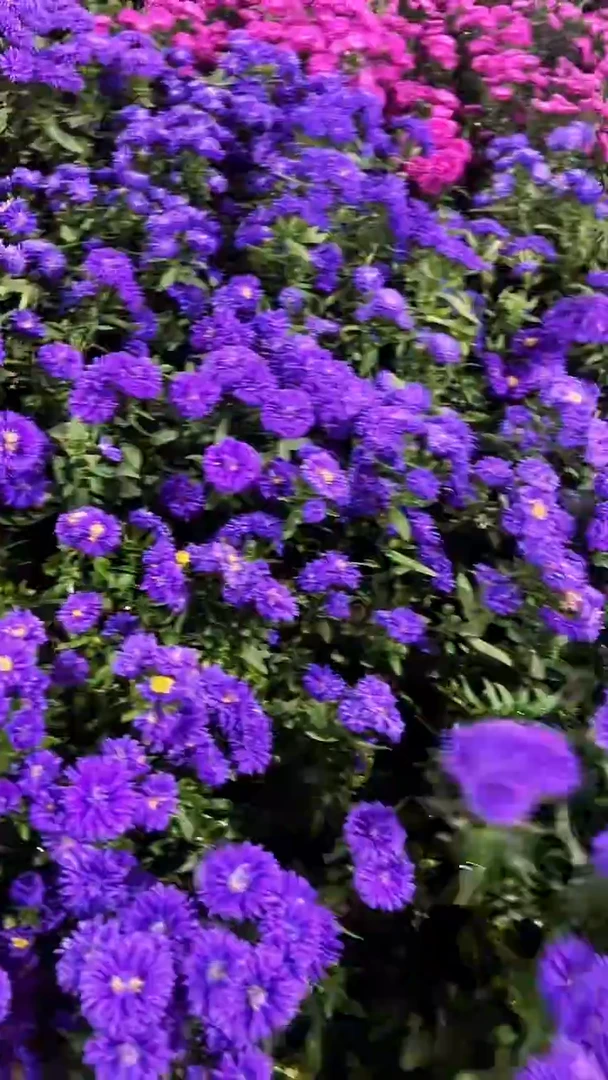 完全开放两单包邮。紫色翠菊