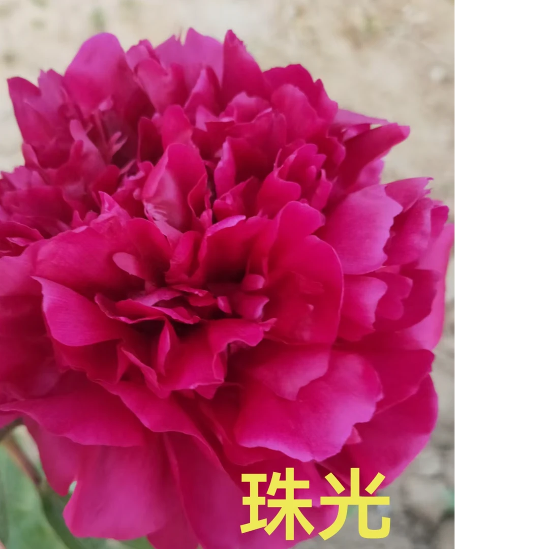 【珠光】观赏芍药重瓣紫/黑红色菏泽基地直发包邮
