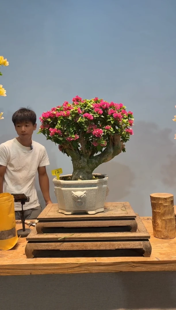 无花朵aa三角梅专场一物一拍12