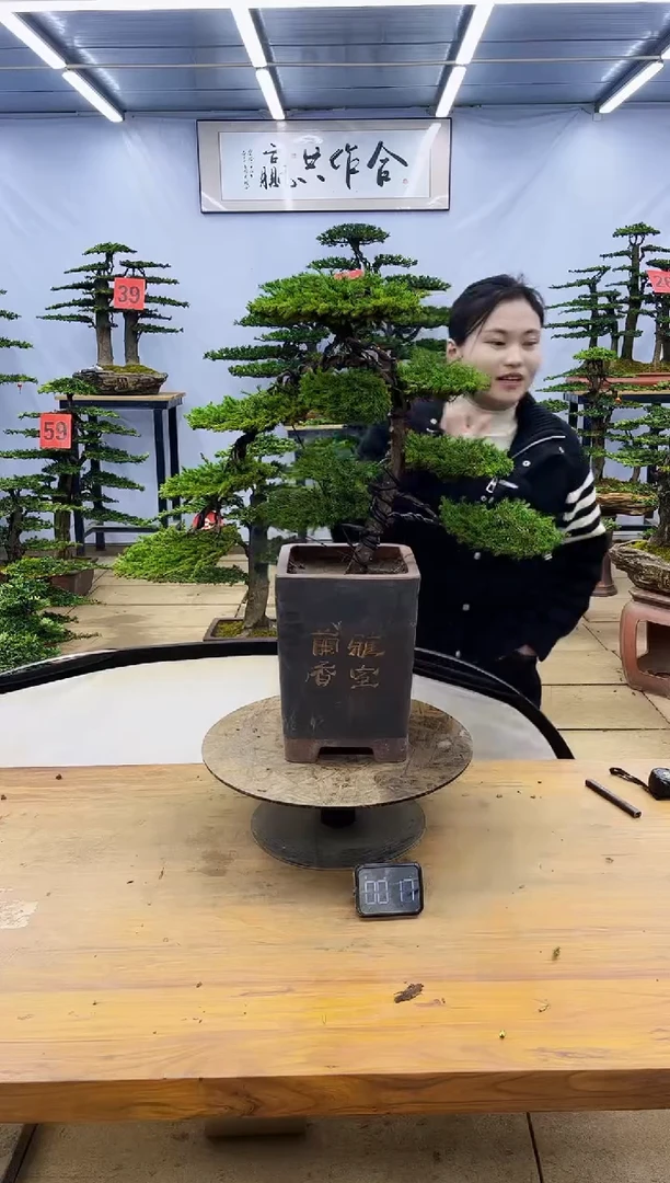 【闪购商品】高端盆景一物一拍，所见即所得