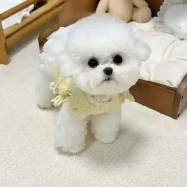 【小比熊犬业X】狗狗活体