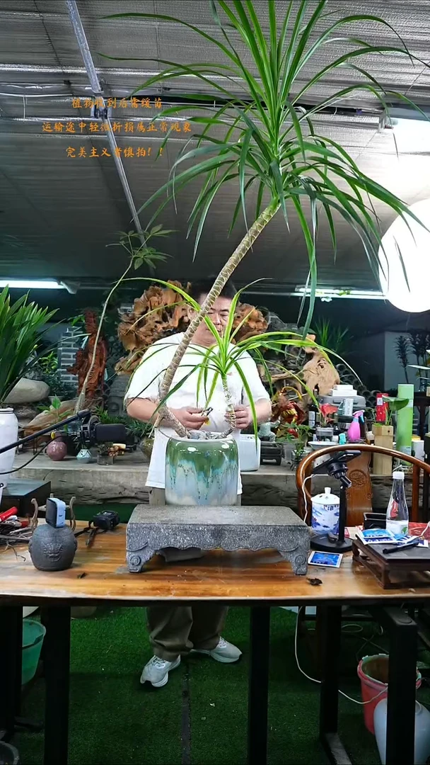 当前无花栽培后可以开花龙血树537+