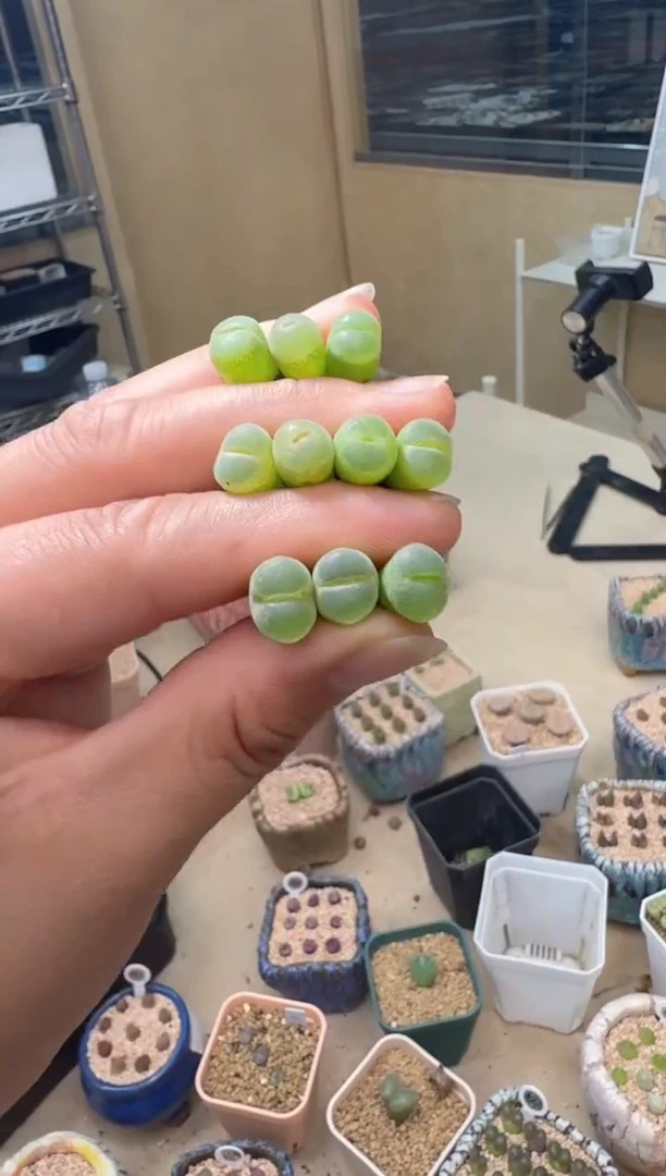 7.4-37多肉植物安格一颗