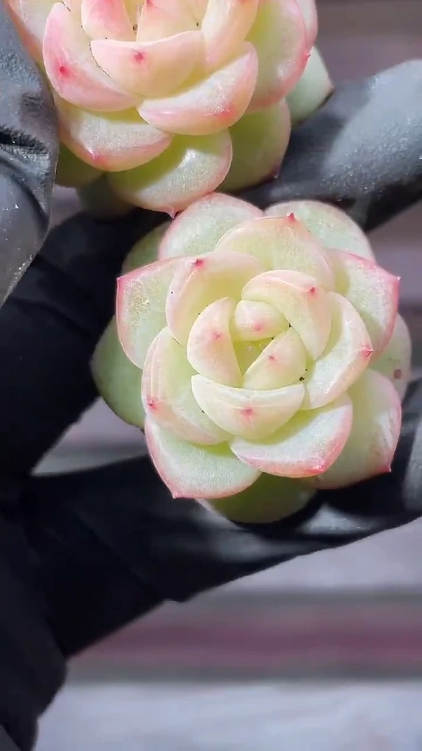 36-78 新品2-3厘米量拍发一颗