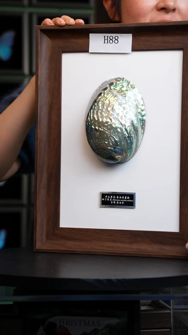 墨西哥蓝鲍标本摆件