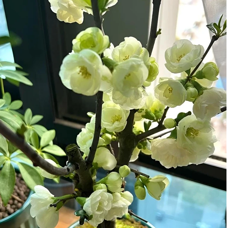 【绿宝石海棠花】树苗盆景老桩海棠盆栽阳台庭院好养室内花卉