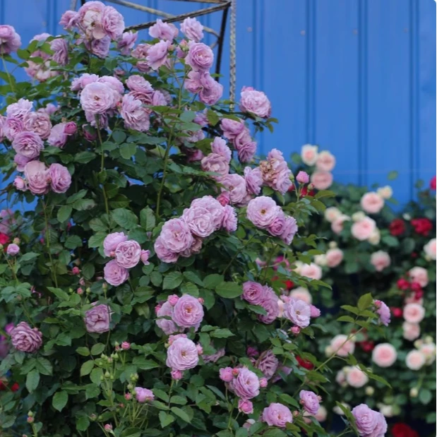 无刺【薰衣草花环】大型爬藤月季花 丰华勤花 四季开花