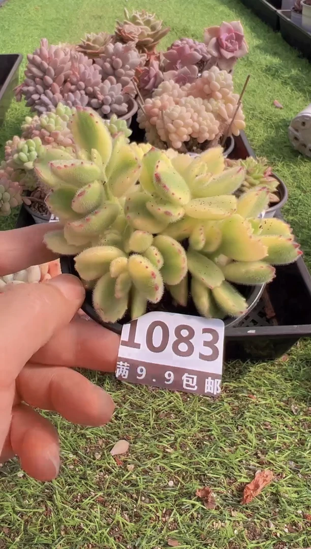 【闪购商品】信福多肉一物一拍