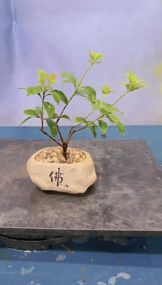 无花朵春花春花春花春花