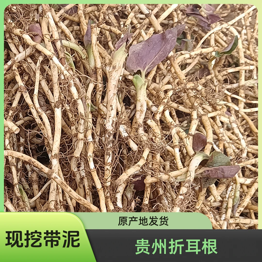 折耳根鱼腥草新鲜 贵州农家现挖带泥 嫩根偶尔带叶子 蔬菜