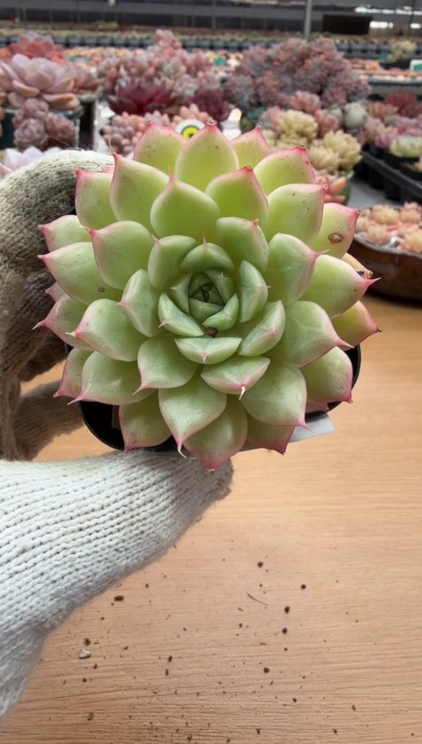 东云多肉园三店-02