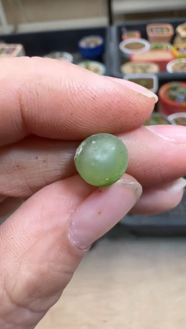 【闪购商品】7-612