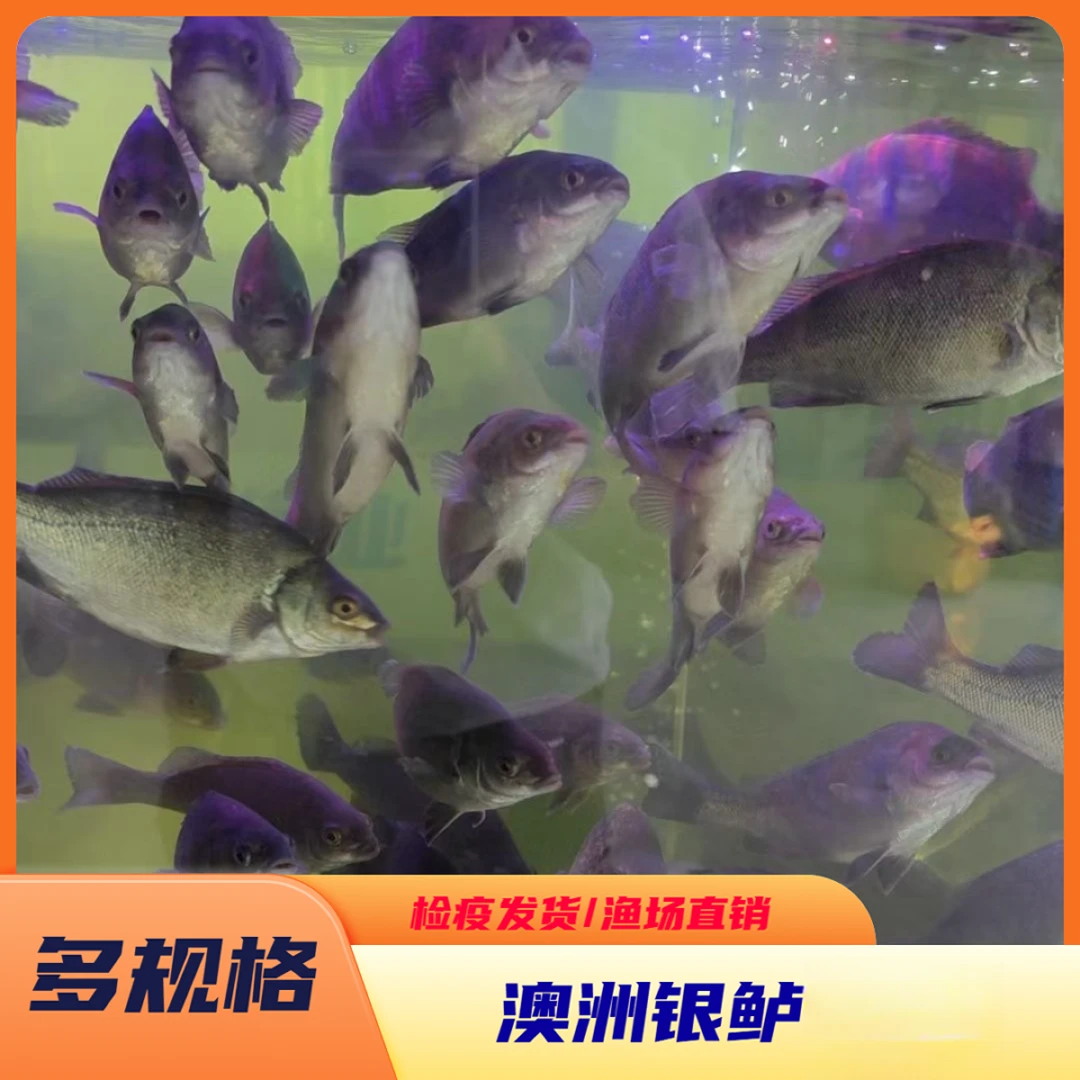 【澳洲银鲈】批发澳洲银鲈淡水鱼循环水鱼高密度育包邮