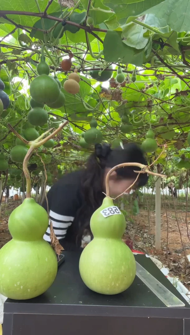 2****星583天然葫芦摆件 一物一拍龙头不保售后