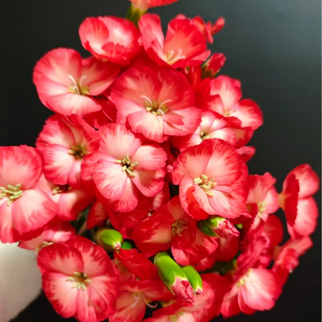 【克里夫 娑罗蜜】康乃馨家用鲜花/花束 云南鲜花基地直发