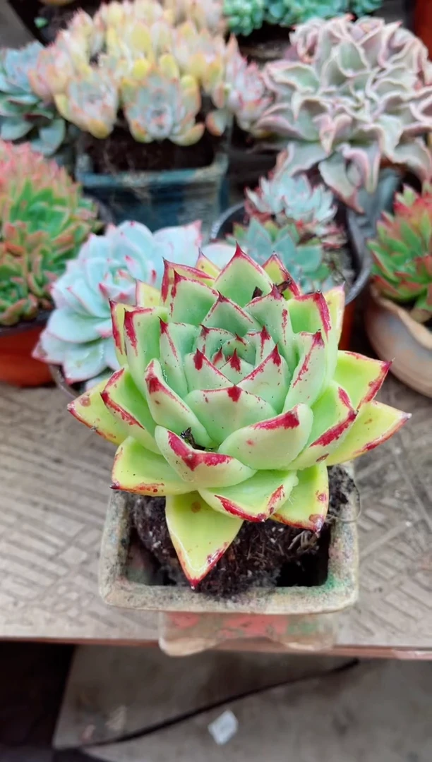 珍****➰16012多肉植物一物一拍