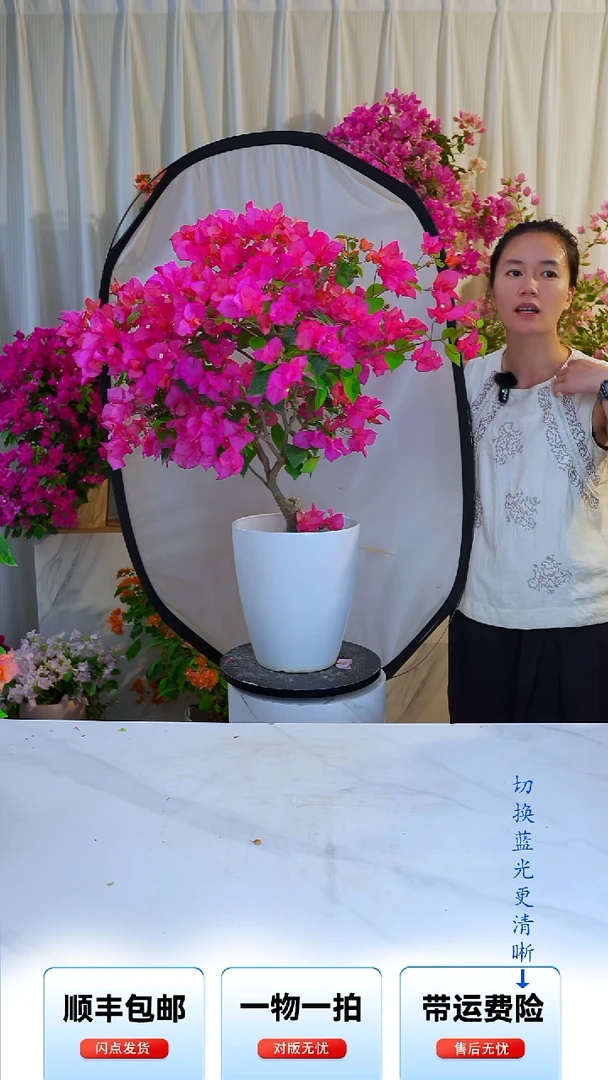 大部分开放少量花苞四季同安红