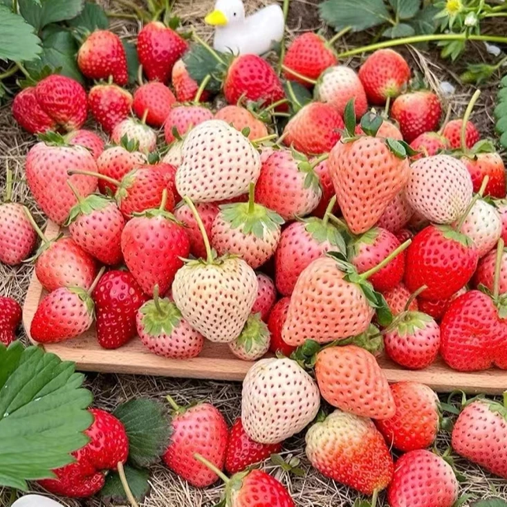 【小穴盘苗】福利款新手草莓苗真红美玲建德白露奶油草莓盆栽地栽