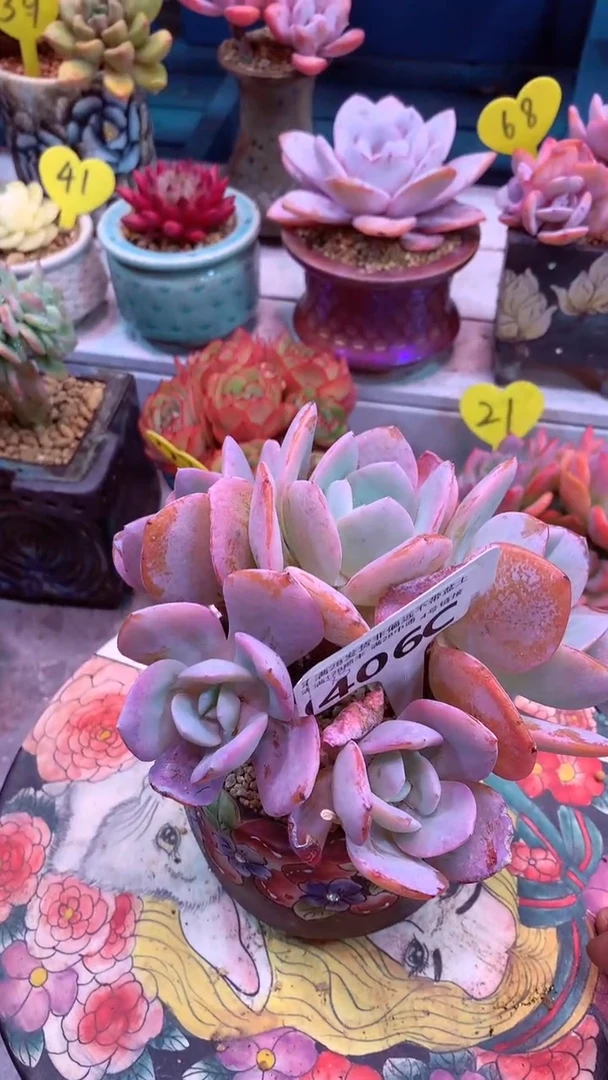 406C 凤版奶茶 （一物一拍实付满28发货，默认不带盆土）