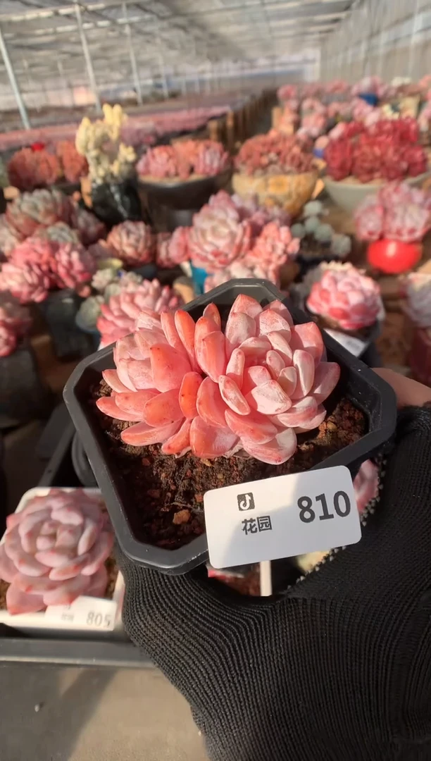 810玫瑰梦露多肉植物一物一拍