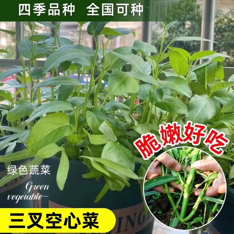 【三叉空心菜种子】四季高产种植阳台庭院竹叶菜精选空心菜蔬菜种籽
