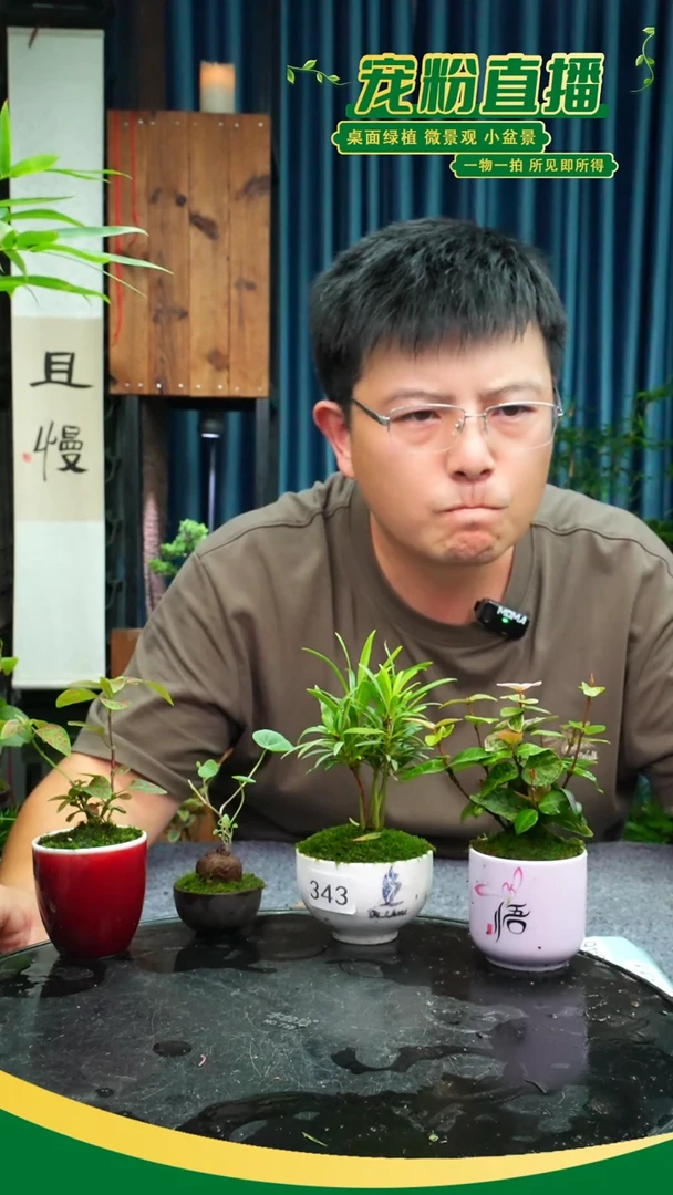 无花朵聚*盆苔藓微景观343号
