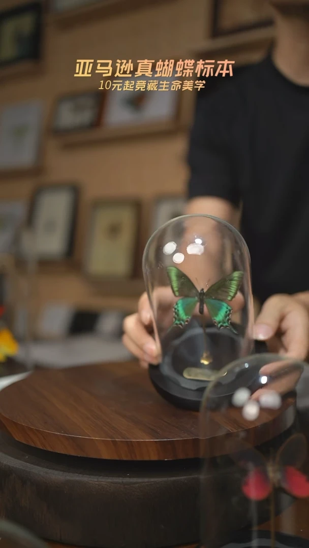 有机玻璃绿带翠凤蝶春型小号玻璃罩