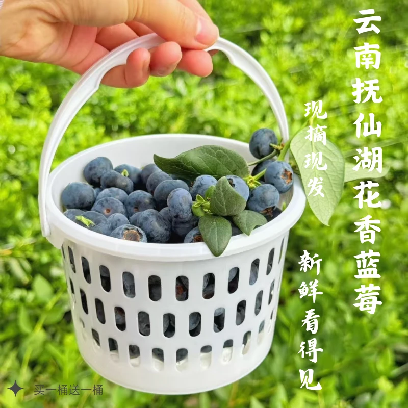 【M25号花香蓝莓】云南澄江抚仙湖现摘现发脆甜爽口京东顺丰空运