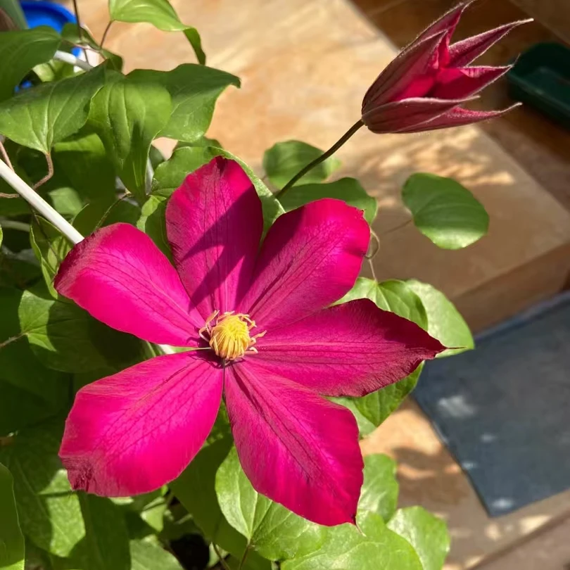 铁线莲  波旁王朝 二类早花大花 勤花品种南北方耐寒耐热品种