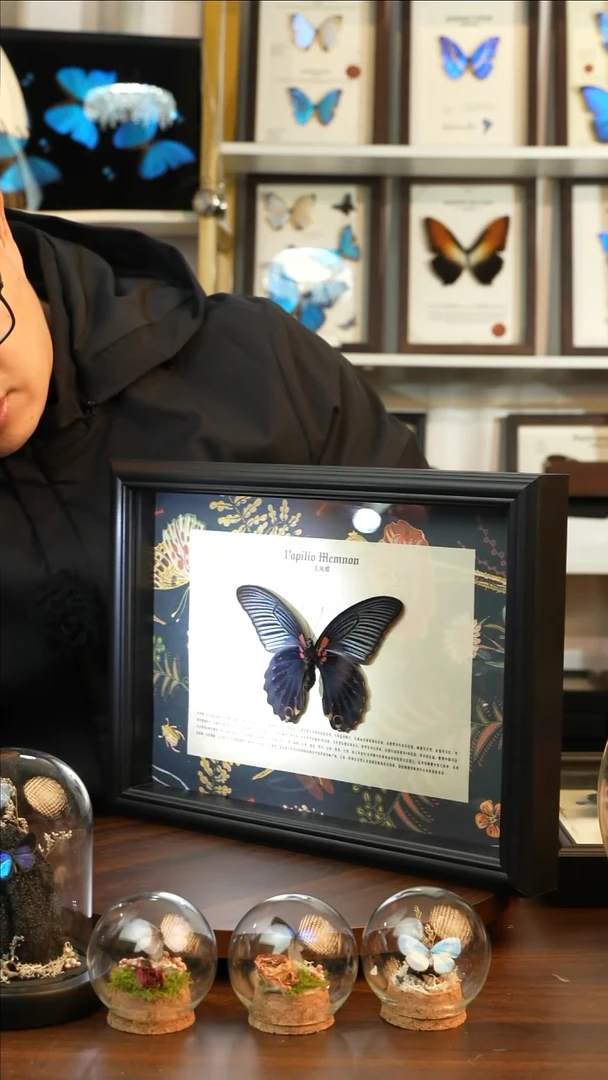 大美凤蝶-横板（A4黑框）A623