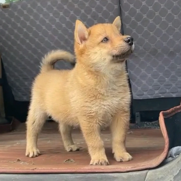 广西田园犬活体通用链接