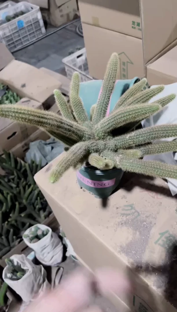 多头 红蜻蜓 金妞【带根】