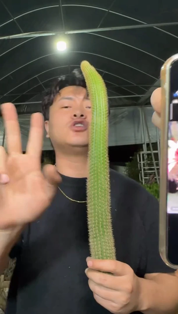 9颗【无根】单头 双色金妞