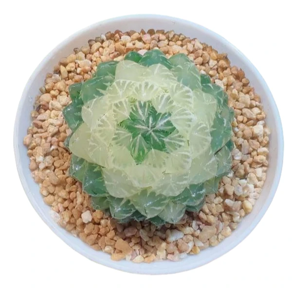 宝莲灯玉露新手好养多肉