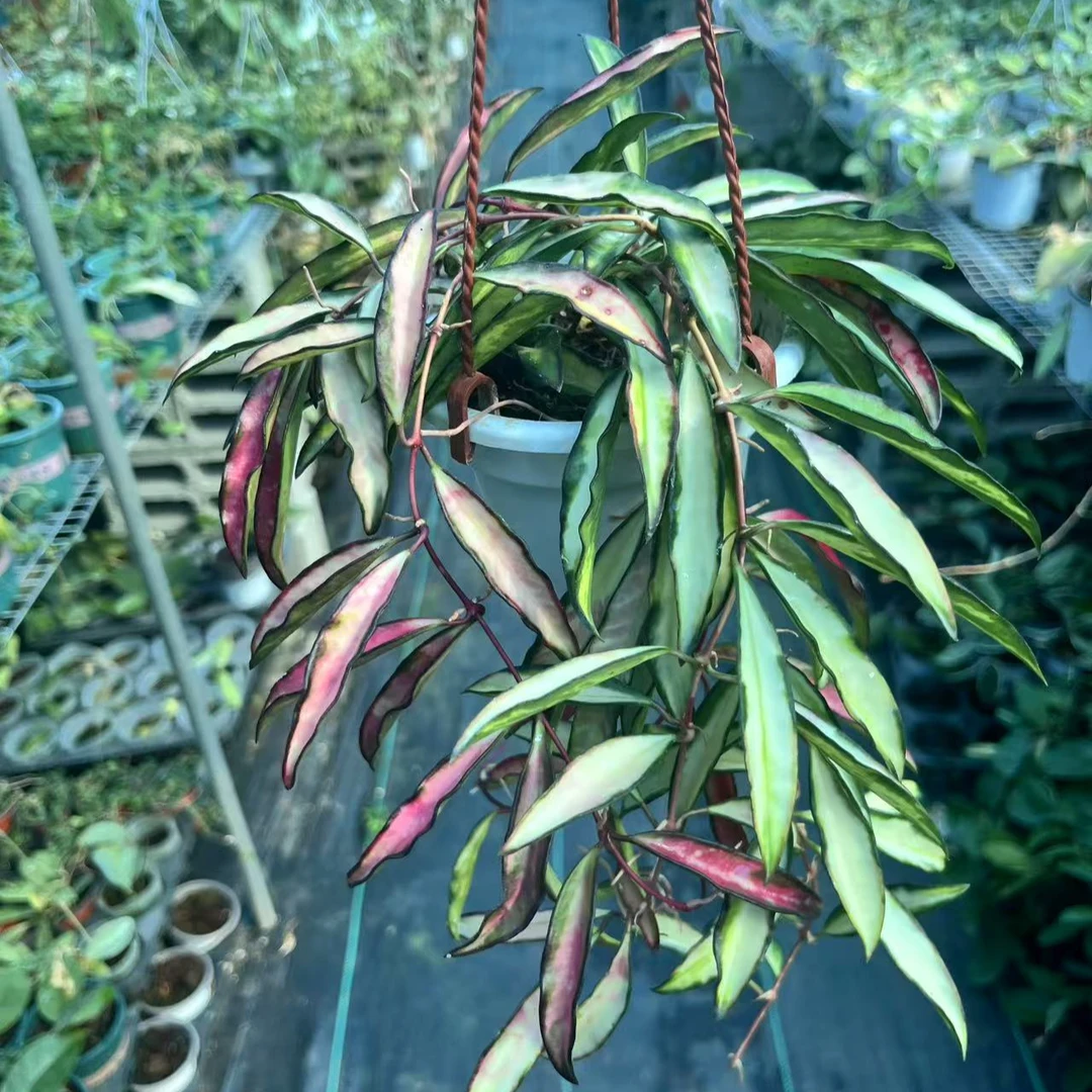 冰糖内锦威特内锦球兰 Hoya wayetii variegata室内盆栽垂吊绿植