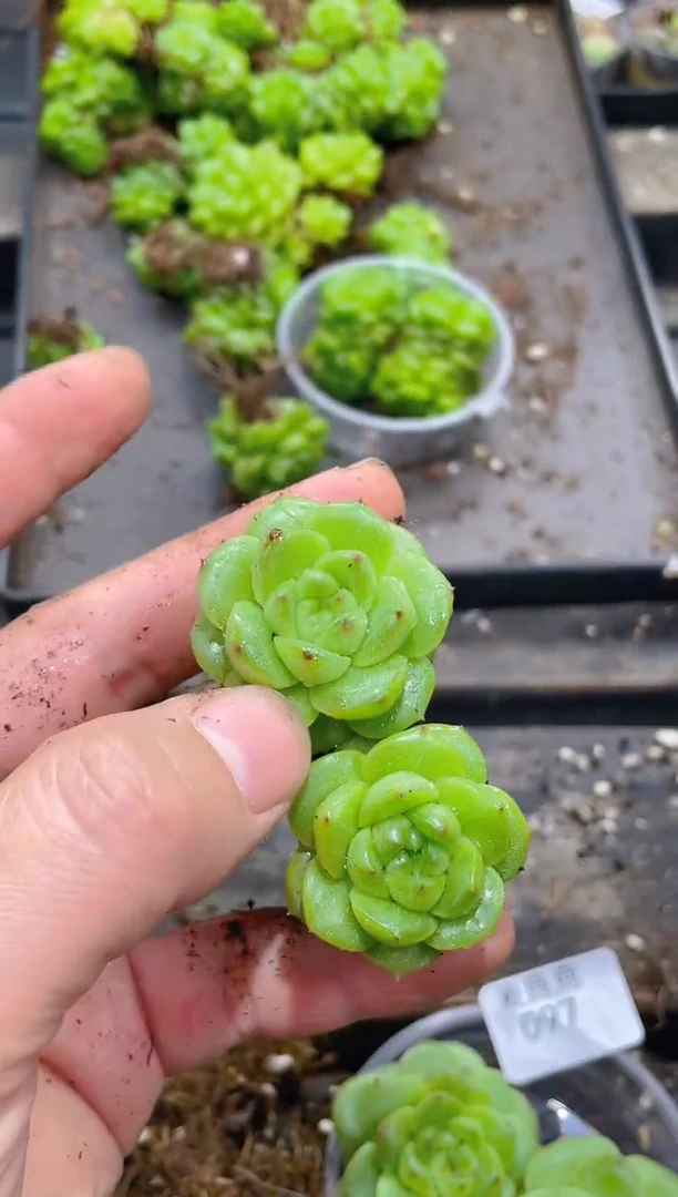097萌萌小兔       量拍2颗