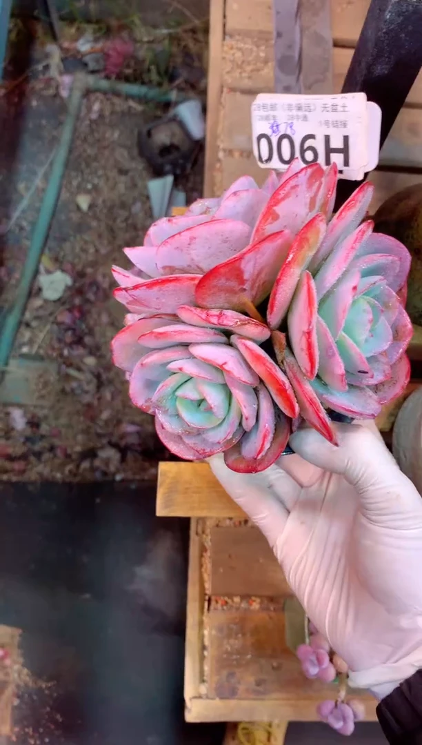 006H（一物一拍，精品多肉，w所见即所得 ）