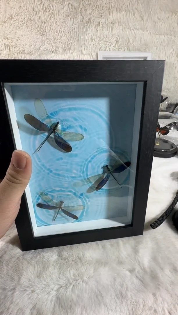 三只蜻蜓真实蝴蝶标本