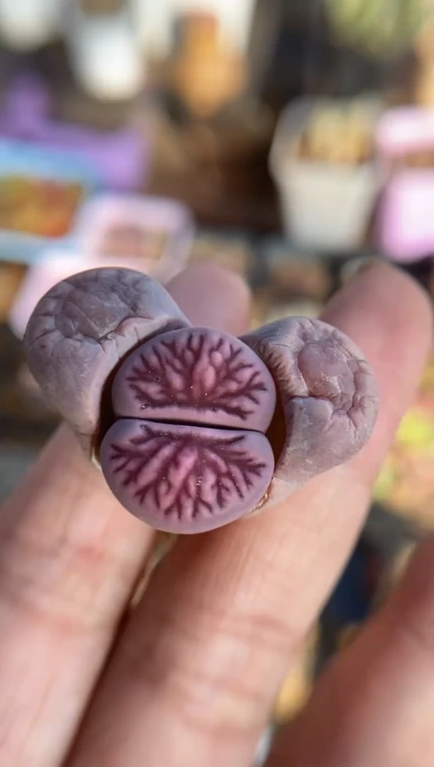 【闪购商品】8443直播一物一拍