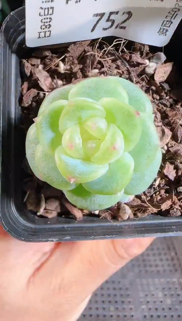 1108-752灵雨麦秆群不包整