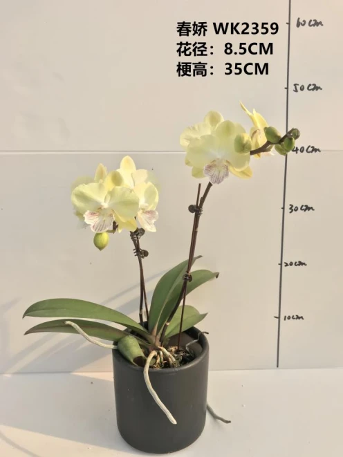蝴蝶兰春娇3.0寸苗1株