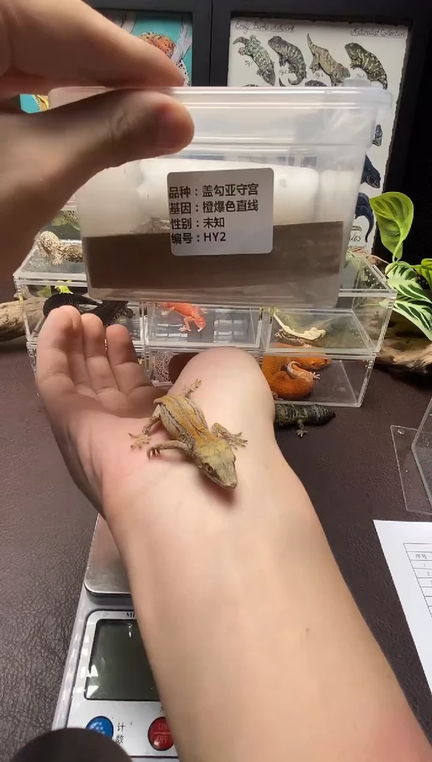 盖勾亚守宫鳞与尾 Scale Tail 爬宠HY2