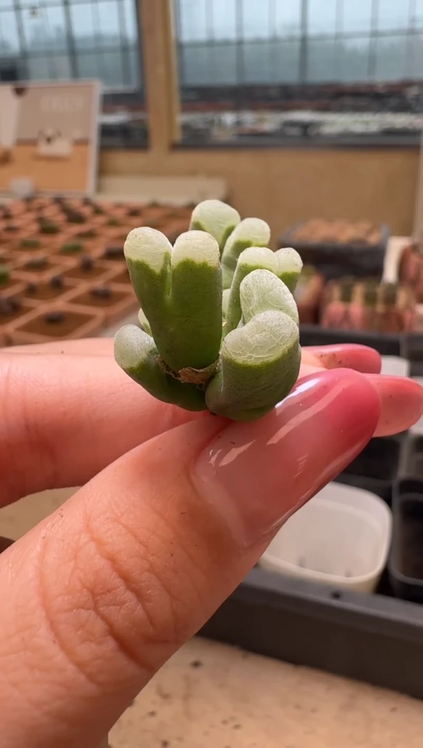 6-52多肉植物肉锥