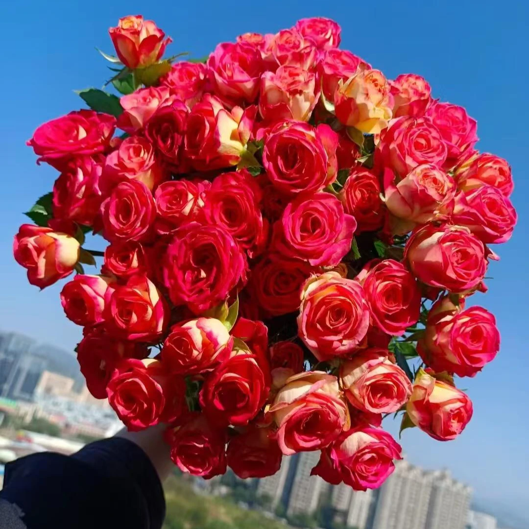 小薇专属『爱丽丝5支』家居养花鲜花批发直播 全场两单顺丰包邮次日达 养护教程联系客服