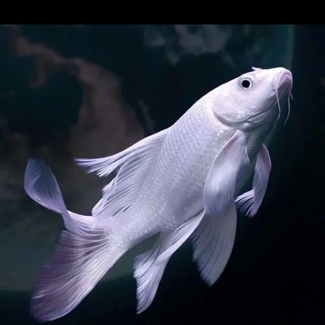 普身蝴蝶鲤  直播间改价链接