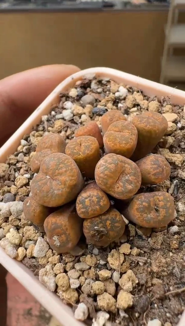 l****蔡14-162多肉植物肉锥