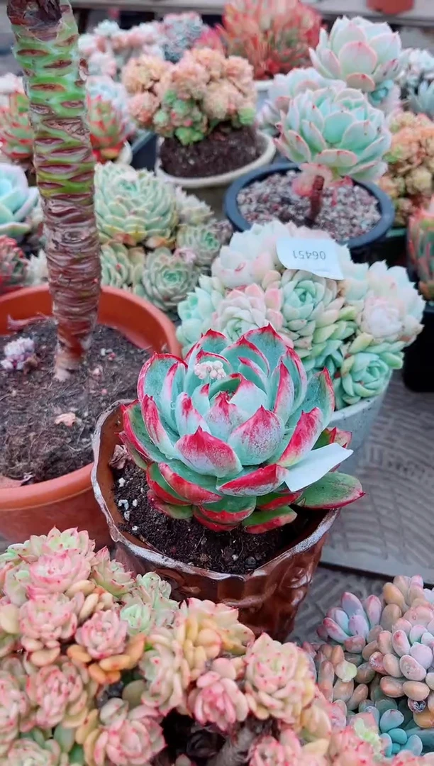 【闪购商品】06453