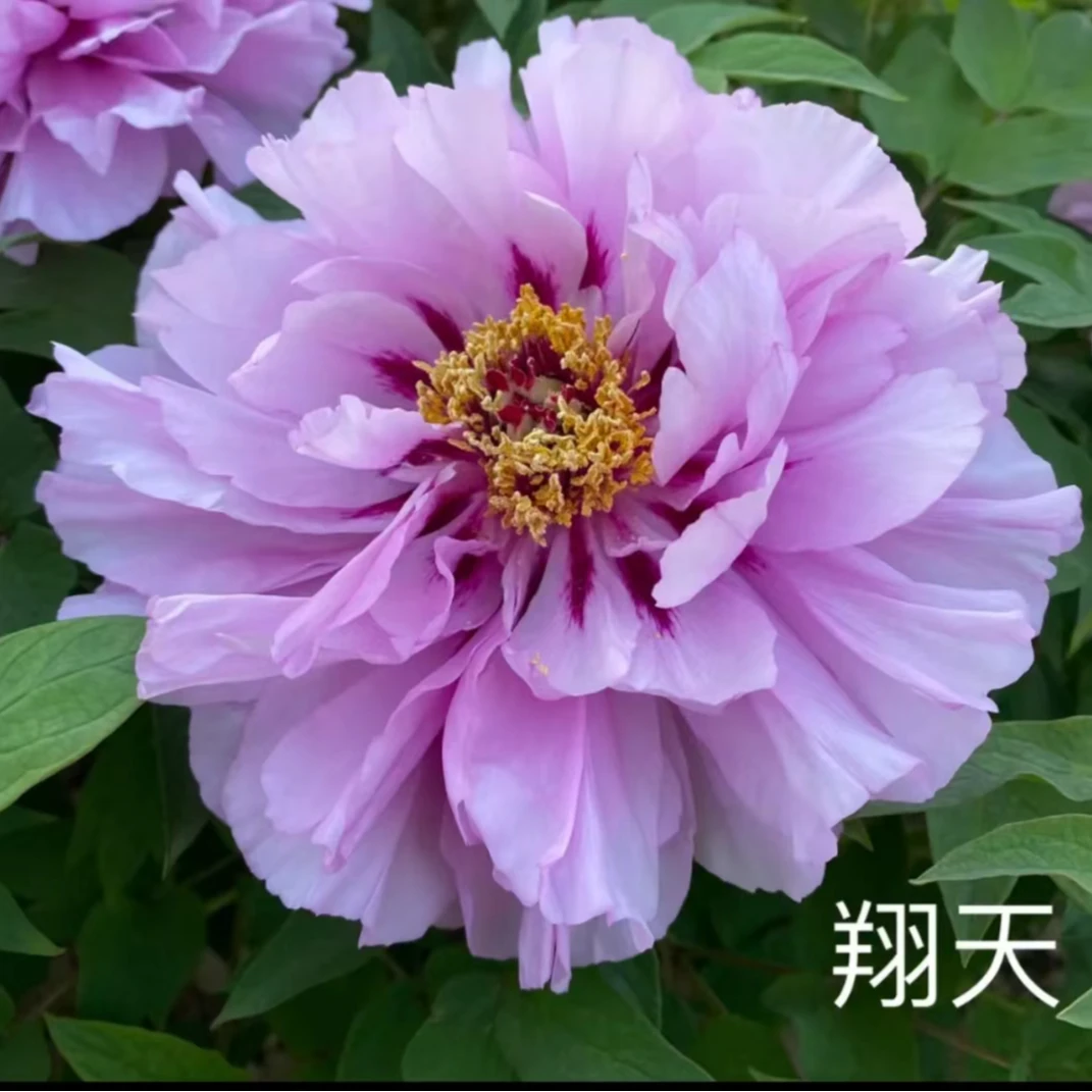 【国峰牡丹】翔天-先发肥料 秋季发苗